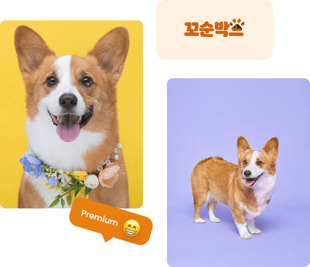 꼬순박스 소개 — 반려견 사진과 브랜드 로고가 담긴 콜라주